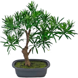 Hoyz Greenery - Kunstplant Bonsai Podocarpus 30 cm