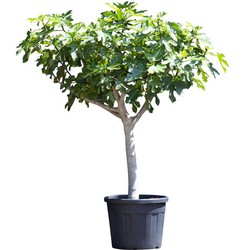 Vijgenboom 20/25 cm Ficus carica 162,5 cm