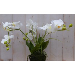 Orchidee phalaenopsis 3 stelen wit 30 cm