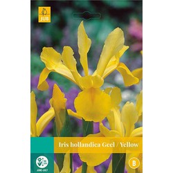 5 stuks - Iris hollandica geel 20 bollen