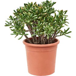 Crassula ovata Hobbit - Vetplant - Kamerplant - Pot 30cm - Hoogte 55-60cm