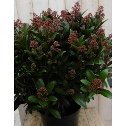 Skimmia Japonica rubella 70 cm