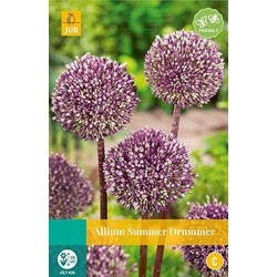 3 stuks - Allium Summer Drummer 2 bollen