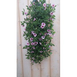 2 stuks - Hangzak Petunia Million Bells Kleur Varieert