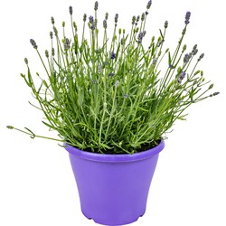 Floraya - XXL Lavendel 3L pot per stuk | Lavandula 'Angustifolia - Tuinplant in kwekerspot ⌀23 cm - ↕45 cm