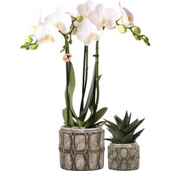 Plantenset Industrial Chic | Set met witte Phalaenopsis Orchidee Ø9cm en groene plant Succulent Ø6cm | incl. cementen sierpotten