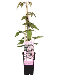 Hello Plants Clematis Montana Fragrant Spring Bosrank - Klimplant - Ø 15 cm - Hoogte: 65 cm
