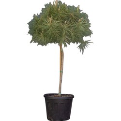 Parasolden Pinus pinea h 140cm st. omtrek 85cm st. h 100 cm - Warentuin Natuurlijk
