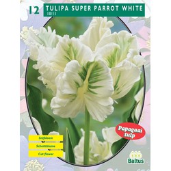 2 stuks - Tulipa Super Parrot White (Parkiet) per 12