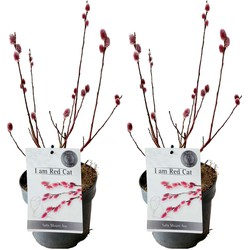 Salix Mount Aso Gracilistyla - Set van 2 - Struik - ⌀17 cm - Hoogte: 40-50 cm