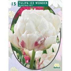 2 stuks - Tulipa Dubbel Vroeg Ice Wonder per 15