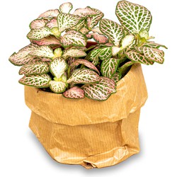 URBANJNGL - Fittonia Pink Tiger - Mozaiekplantje