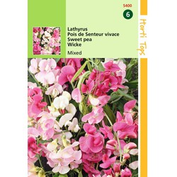 2 stuks - Lathyrus Latifolius Gemengd