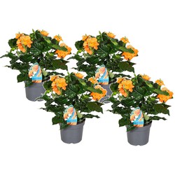 Crossandra Fortuna - Set van 4 - Oranje bloemen - Pot 13cm - Hoogte 20-30cm