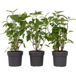Bolhortensia - Set van 3 - Hydrangea 'Strong Annabelle' - Hoogte 30-40cm - ⌀19cm