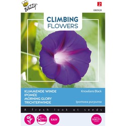 3 stuks - Flowering climbers ipomoea knowlians black - Buzzy