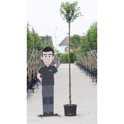 Bol sierkers Prunus em. Umbraculifera h 250 cm st. omtrek 8 cm st. h 220 cm