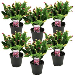 Schlumbergera Tricolor - Set van 6 - Kerstcactussen - Pot 9cm - Hoogte 15-25cm