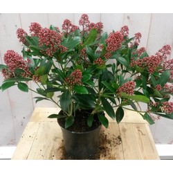 Skimmia rood 40 cm