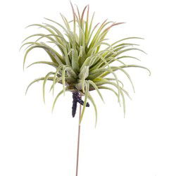 Tillandsia rubra 12 cm lt green