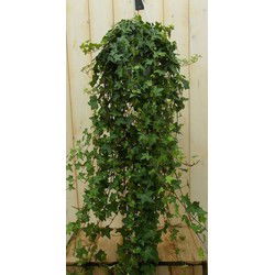 Hang klimop 100 cm