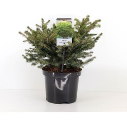 Picea abies nidiformis 30-40 cm