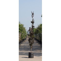 Rode zuilbeuk Fagus sylvatica Dawyck Purple h 450 cm st. h 30 cm