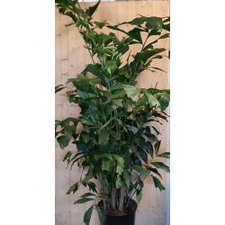 Caryota Zachte vinnetjespalm 160 cm hoog kamerplant