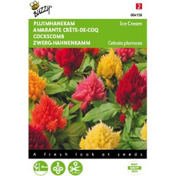 5 stuks - Celosia plumosa Ice Cream mixed Tuinplus