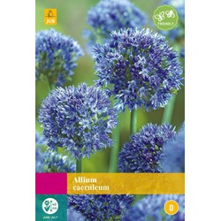 Allium caeruleum