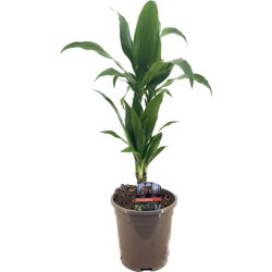 Dracaena Deremensis 'Janet Craig' - Pot 17cm - Hoogte 60-70cm
