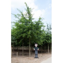 Moeraseik volgroeid Quercus Palustris h 700 cm st. omtrek 27,5 cm - Warentuin Natuurlijk