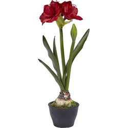 Amaryllis in rode kunstpot H70