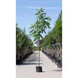 Zwarte walnotenboom Juglans nigra h 350 cm st. omtrek 12 cm