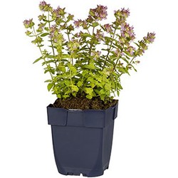 Origanum 'Dingle Fairy'