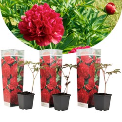 Paeonia 'Rubra Plena' - Rood - Set van 3 - Pioenroos - ⌀9cm - Hoogte 0-40cm