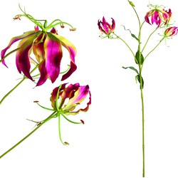 Garden Flower - 26.0 x 26.0 x 90.0 cm