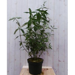 Vlinderstruik Buddleja Wit Groot 80 cm