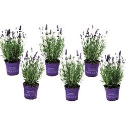 Lavendelplant - Lavandula angustifolia - Set van 6 - ⌀10,5cm - Hoogte 10-15cm
