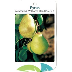 Pyrus Communis Williams Bon Chretien