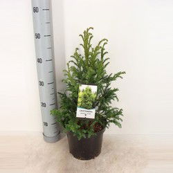 Cryptomeria jap jindai 55 cm