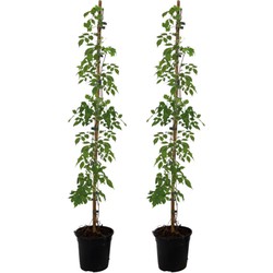 Campsis Radicans XL - Set van 2 - Tuinplant - Klimplant - 17 cm - Hoogte 110 cm