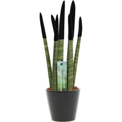 Sansevieria Cylindrica - Velvet Touchz - Hoogte 20-40cm - Pot 9cm