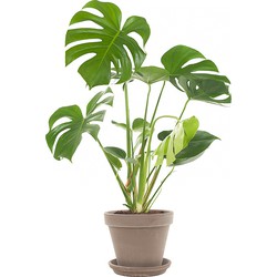 Gatenplant (Monstera) incl. taupe pot