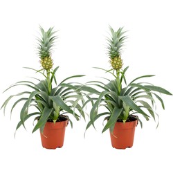 ZynesFlora - Ananasplant - 2 Stuks - Ø 12 cm - Hoogte: 30 - 40cm - Luchtzuiverend - Kamerplant