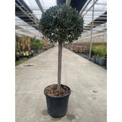 Olea europaea I