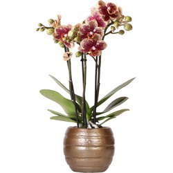 Kolibri Orchids | Geel rode phalaenopsis orchidee - Spain + Bee pot - potmaat Ø9cm | bloeiende kamerplant - vers van de kweker