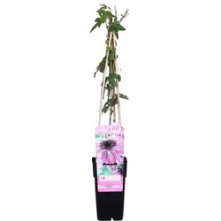 Hello Plants Passiflora Purple Haze Passiebloem - Klimplant - Ø 15 cm - Hoogte: 65 cm