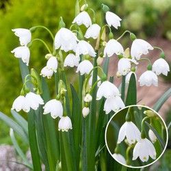 Leucojum Aestivum - x20 - Zomerklokje - Bloembollen