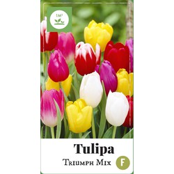 2 stuks - Tulipa Triumph mix 40 bollen